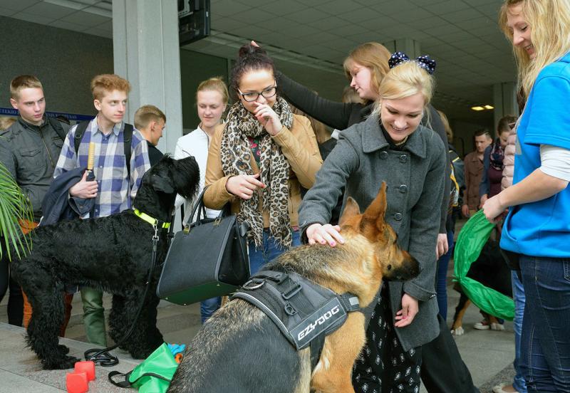 VGTU studentams stresą prieš egzaminus padėjo malšinti šunys
